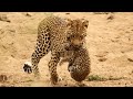 Leopard removes Cubs from rock face hideaway!!