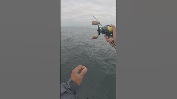 Slow Pitch Jigging With A Temu Rod, On The Enterprise Out Of Pierpoint Landing (LongBeach)