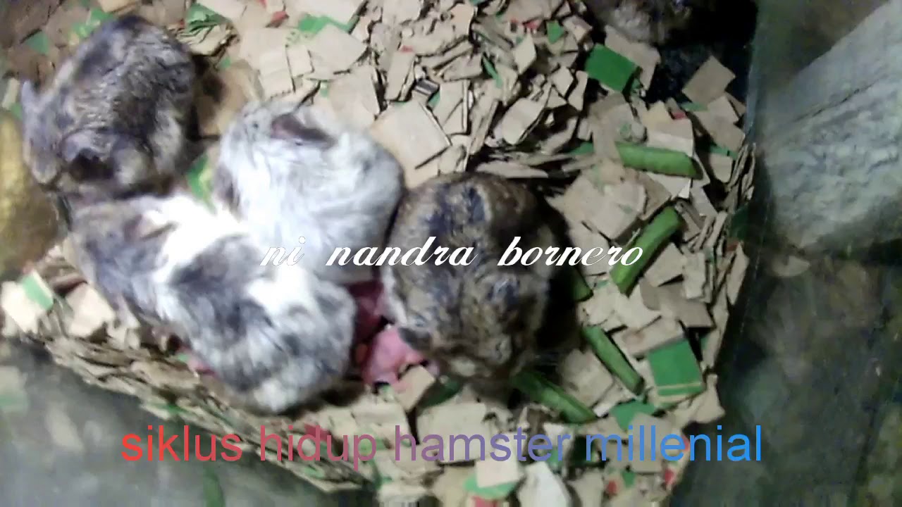 Hamster Millenial ~ Siklus Hidup Hamster Millenial - YouTube