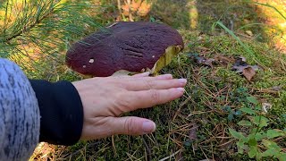 картинка: За грибами🍄‍🟫 Прогулка по красивому лесу🌳#загрибами #красивыйлес #прогулкаполесу #красотаприроды 