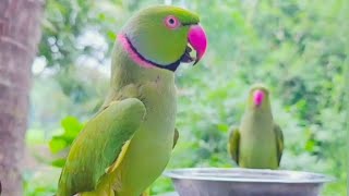 My So Satisfying and Great Talking Parrot by Talking Parrot Mittu 1,206 views 12 days ago 7 minutes, 47 seconds