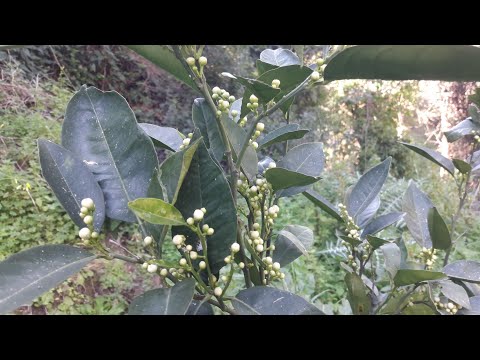 التطعيم الجيد للبرتقال يعطيك هذا الكم من الازهار و معلومات حو السرطنات او سارق الماء