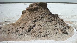 Desert Ant Increase The Visibility Of Their Nest Entrances In The Absence Of Landmarks