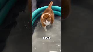Este método hace que el gato pierda peso sin dolor #shorts