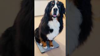 「体重測定！」の合図で体重計に乗るバーニーズ🐾