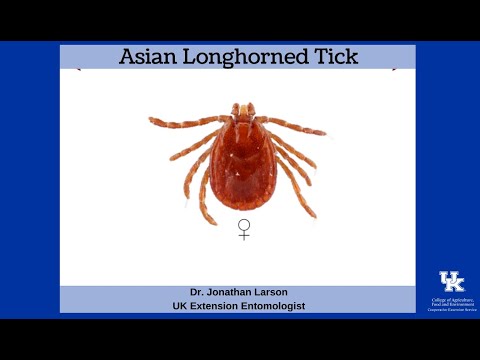 Asian Longhorned Tick