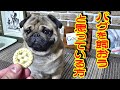 パグ犬を飼おうと考えている方々へ　ブサかわパグについてお話します（赤ちゃんから成犬まで）うちのパグ『おまめ日記』