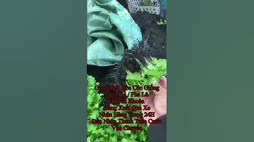 Cung Cấp Hoa Cúc Giống Đại Đoá Pha Lê Xuất 48 Tỉnh CÔNG TY CP SX KD HOA CÚC KHÁNH HÒA A NHÀN