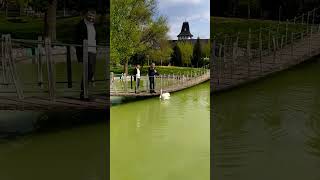 Агрессивный лебедь. Aggressive swan #природа #лебедь #nature