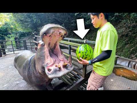 A hippopotamus waits with its mouth wide open for food, and we