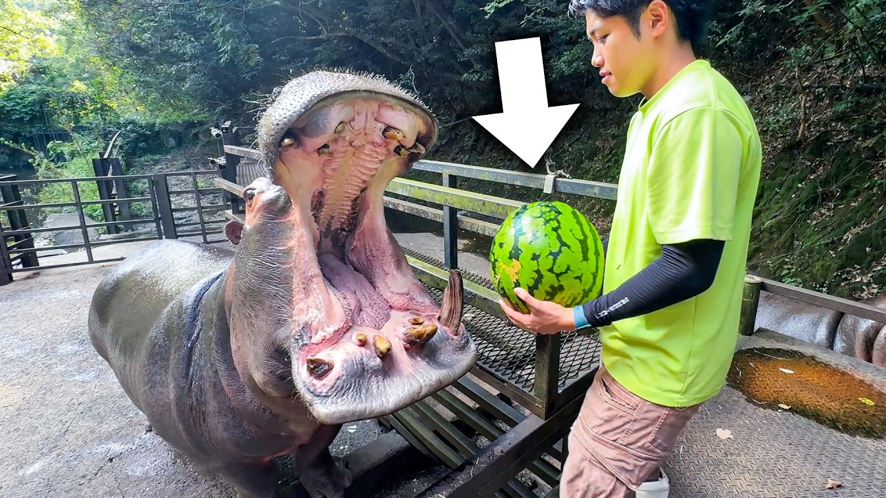 大きすぎる口を開けてエサを待つカバにスイカを丸々1玉あげていきます