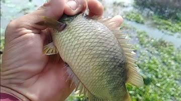 Câu cá rô đồng, cá thác lác mùa nước nổi, trở lại thủ thừa cùng ae trúng ổ cá rô đồng khủng .