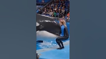 Jessica Radcliffe Orca @ttack Video #jessica #dolphin #shorts