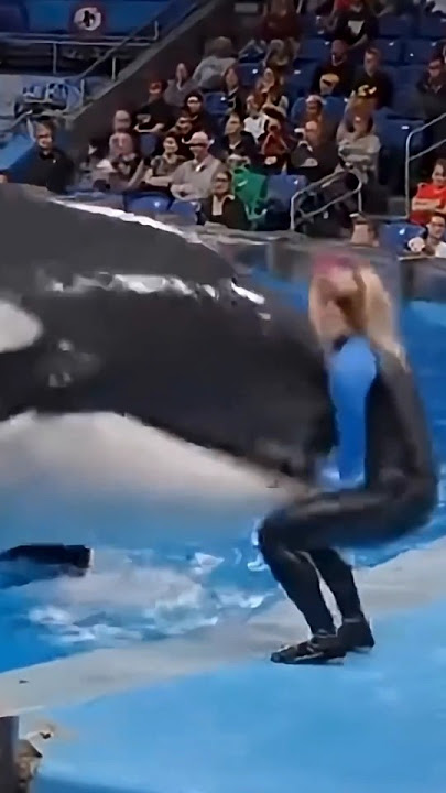 Jessica Radcliffe Orca @ttack Video #jessica #dolphin #shorts