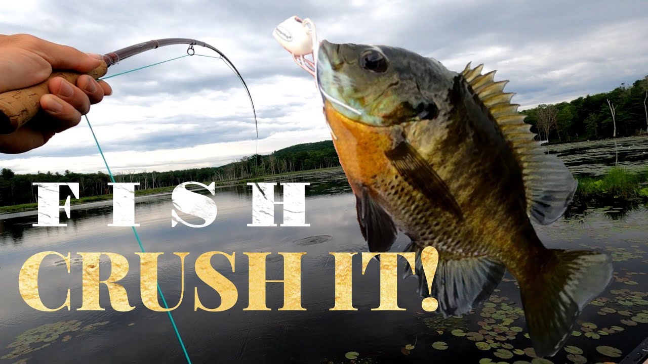 Fly Fishing BIG Bluegill with POPPERS! HUGE Panfish! 