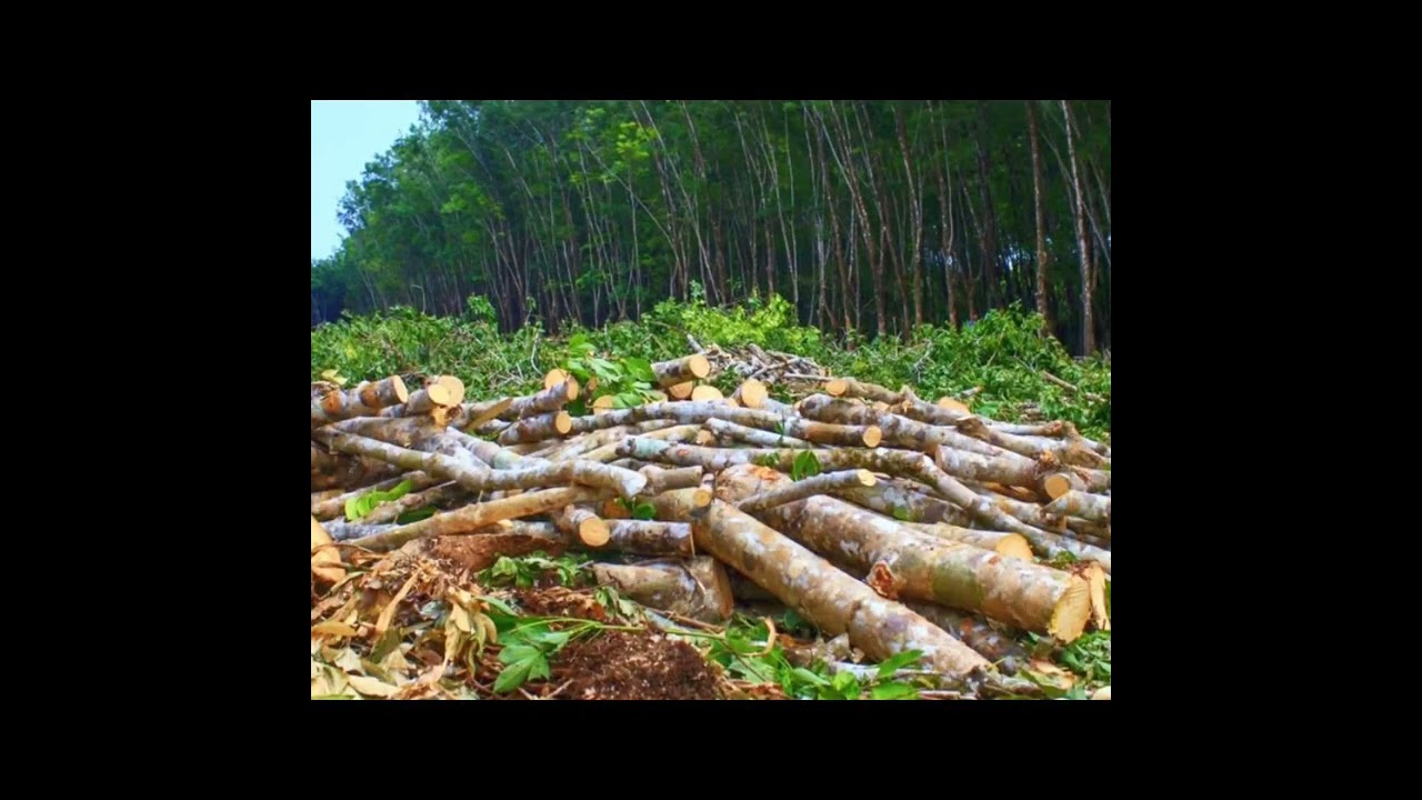 save Tree# save life# plantation save world 🙏🙏save earth 🌎🌎save environment