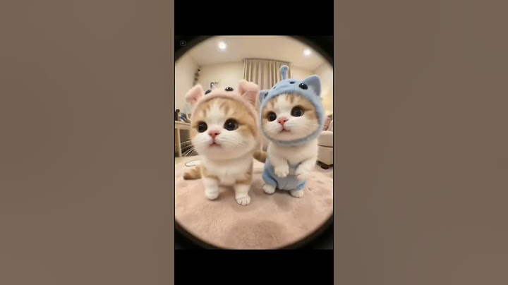 "You’ve Never Seen a Cat Dance Like THIS! 🕺🐱#cat #DancingCat, #CatVideos, #ViralPets #cats  #shorts