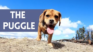 Pug Beagle MIX - 10 Facts About The PUGGLE by Animal Life 36 views 3 months ago 5 minutes, 22 seconds