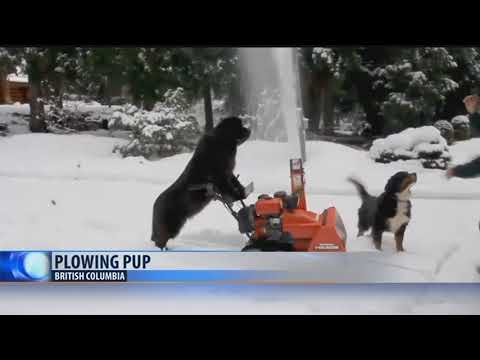 Video till Hund skottar snö