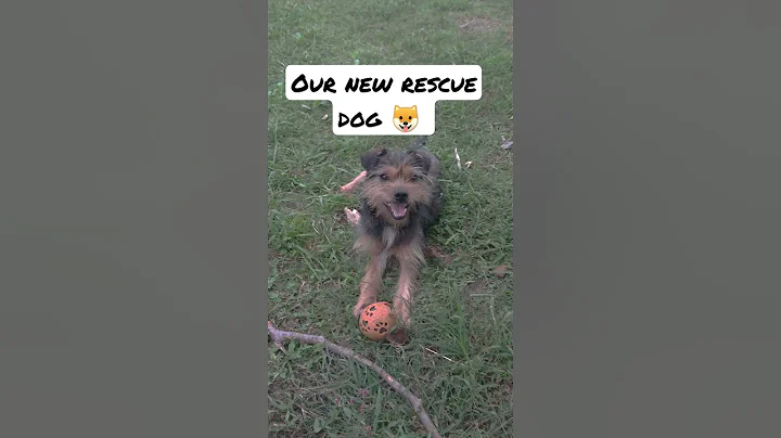 Rescue dog finds forever home! #shorts #rescue #rescuedog #animals