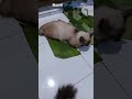 Bumil Enyik🩵🩵 #shortkucing #cat #cats #imut #cute #funnycats #shorts #catvidio
