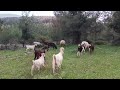 Koyun ve Keçiler ormanda merada yayılımda 🌿🐏🐐🐕🌿