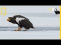 Un aigle royale combat des pygargues