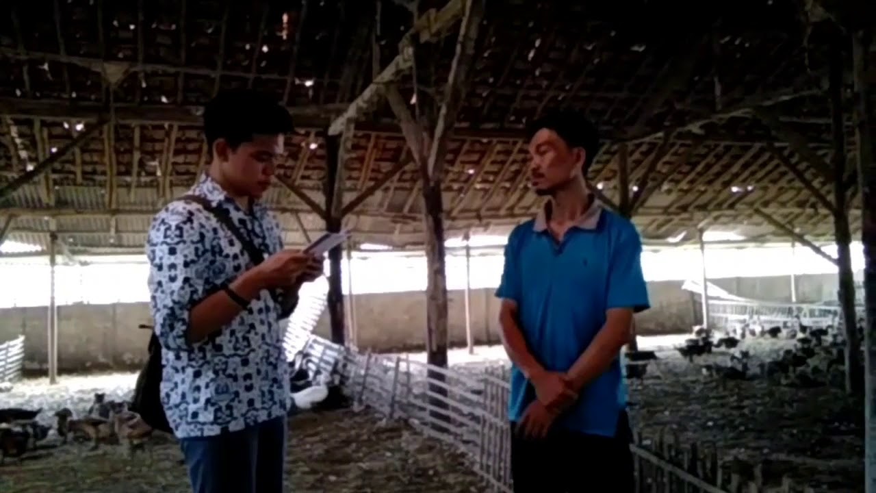 Observasi Usaha Budidaya Ternak Unggas Petelur 