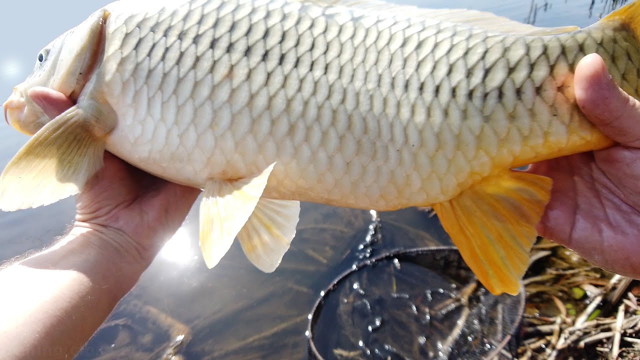 Pescuit la pluta CRAP cu lanseta de 5 metri Balta Cocorenilor YouTube