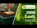 How to grow leeks sowing leek seeds