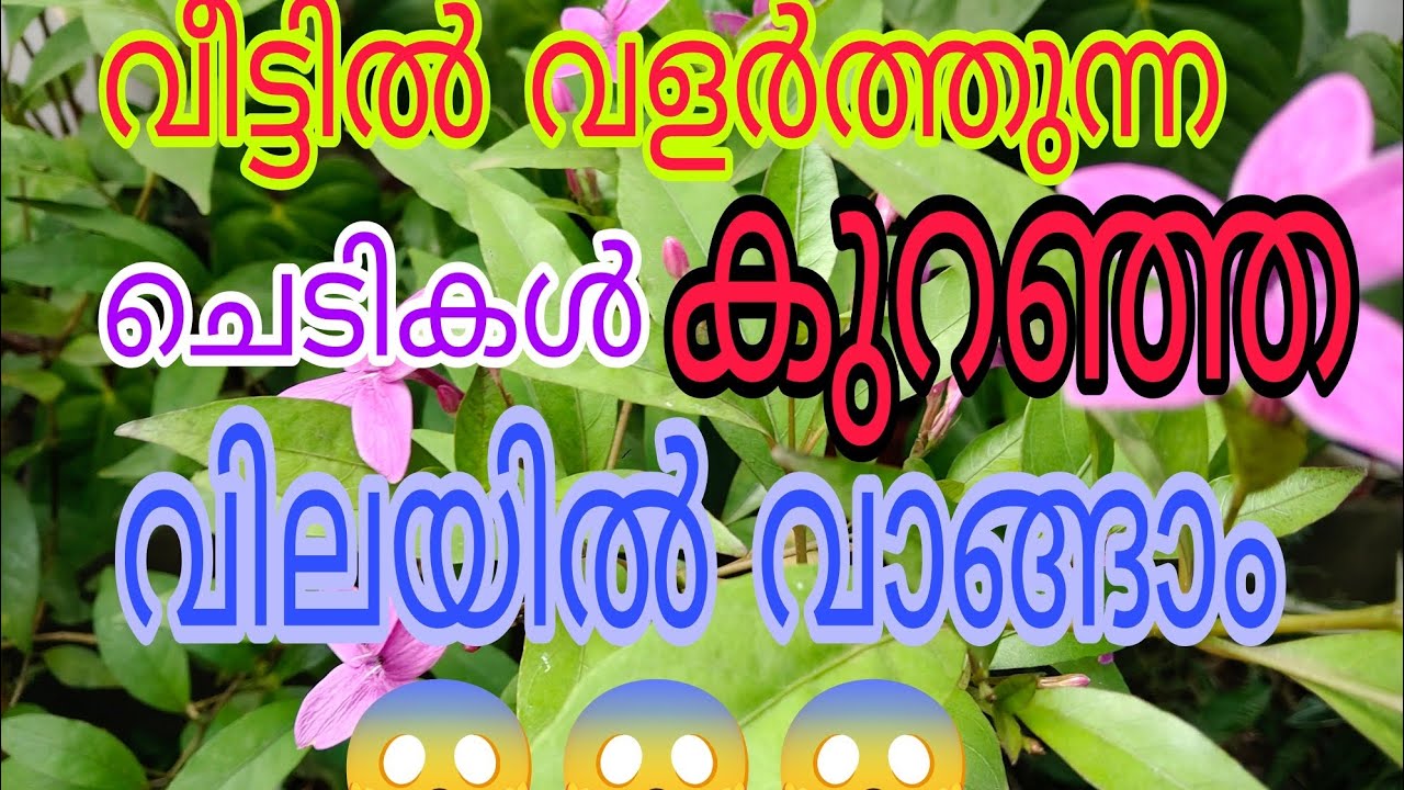 ഇപ്പോൾ വാങ്ങിയാൽ ഇരട്ടി വാങ്ങാം | Tasty world | Malayalam sale video 