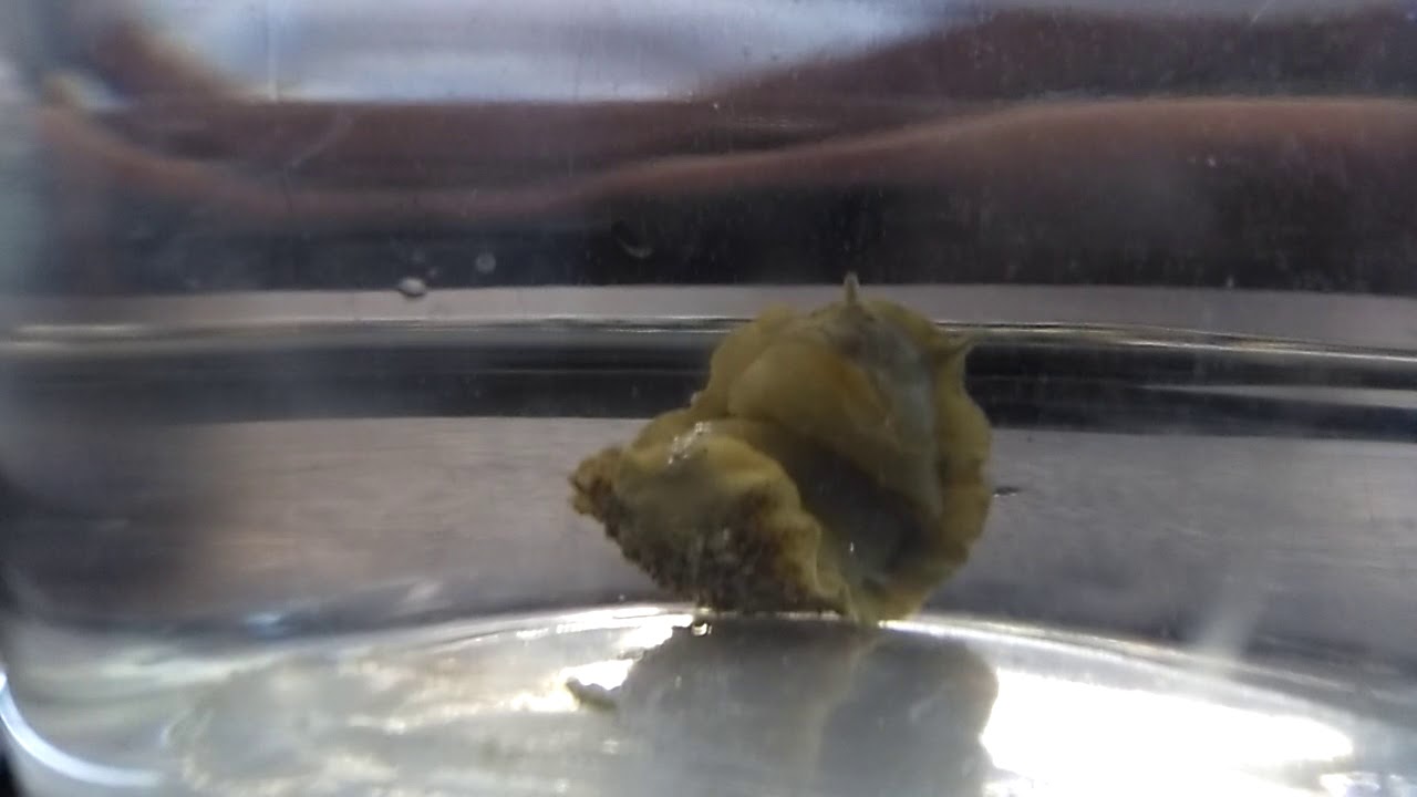 Sea slug - anesthetised