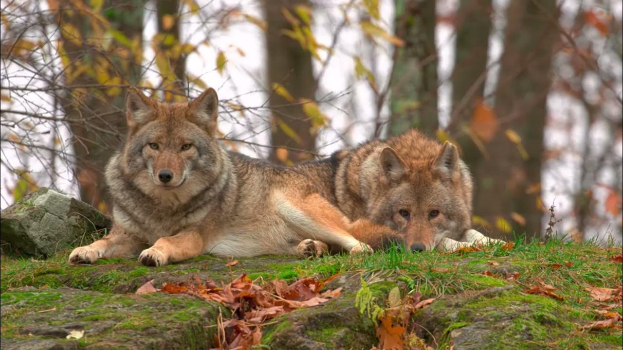 волчица кавер