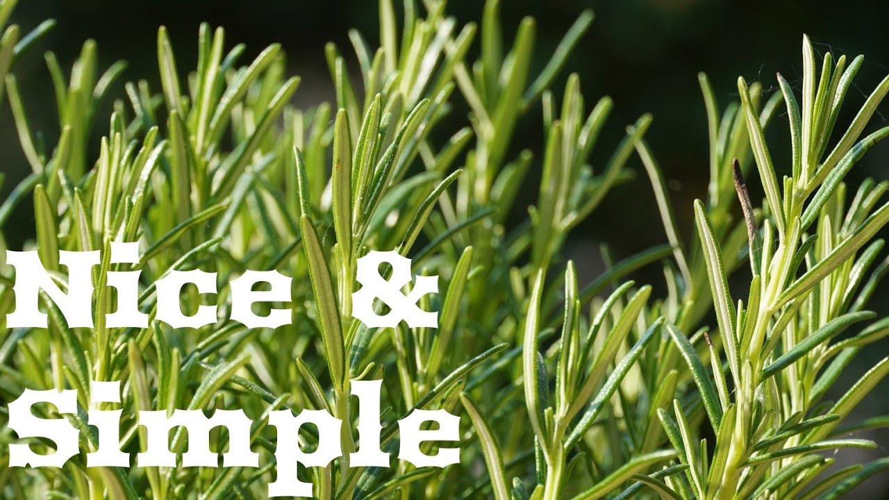 Tips For Taking Care Of Rosemary Plants YouTube