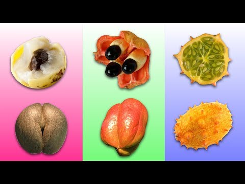 Video: Fruits Of Africa: Foto En Beschrijving