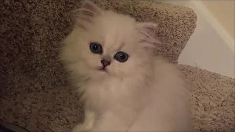 Watch the video about CUTE Doll Face Persian