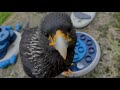 Lustiges und ein Fiebertraum😂 -🦉VLOG #117🦅