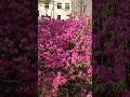Рододендрон#flowers #beautyinnature🌺😍🩷