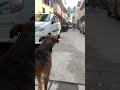 It’s not about the size of the dog in the fight, it’s about the size of the fight in the dog