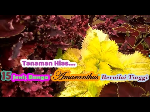 Video: Bunga Amaranth Ungu