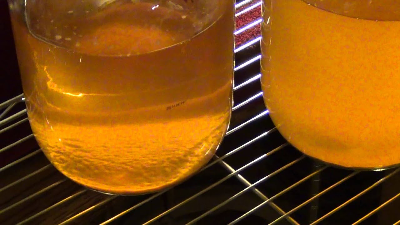 Brewing Mead and Acerglyn update YouTube