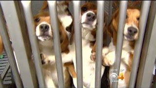 Rescuing Beagles: Freedom Pitted Against Medical Research