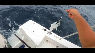 Pescaria Em Búzios Muito Peixe