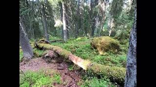 Escape to Serenity: Experience Virtual Hiking on a Path in Nature