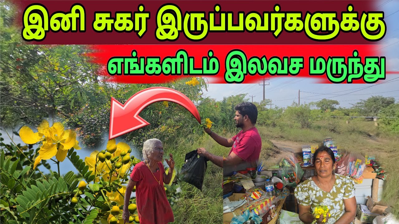 🛑கிளிநொச்சியில் ஆவாரம் பூவில் சுகர் மருந்து தவற விடதிர்கள்