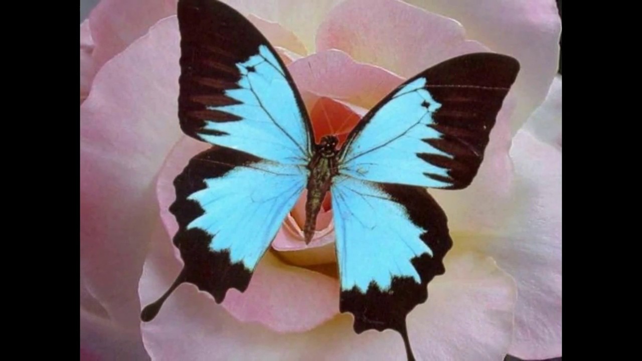 Живые бабочки с цветами. Редкие бабочки. Прекрасная бабочка. Живые бабочки. Красивые Крылья бабочки.