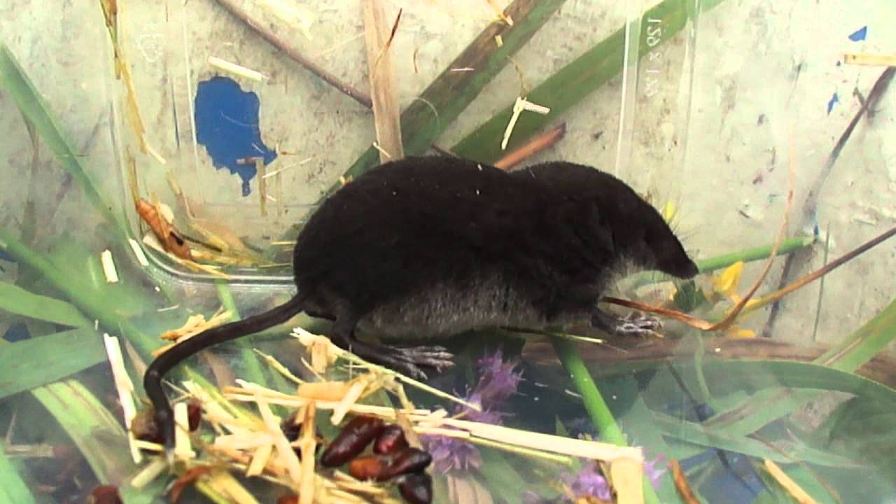 Waterspitsmuis - Neomys fodiens