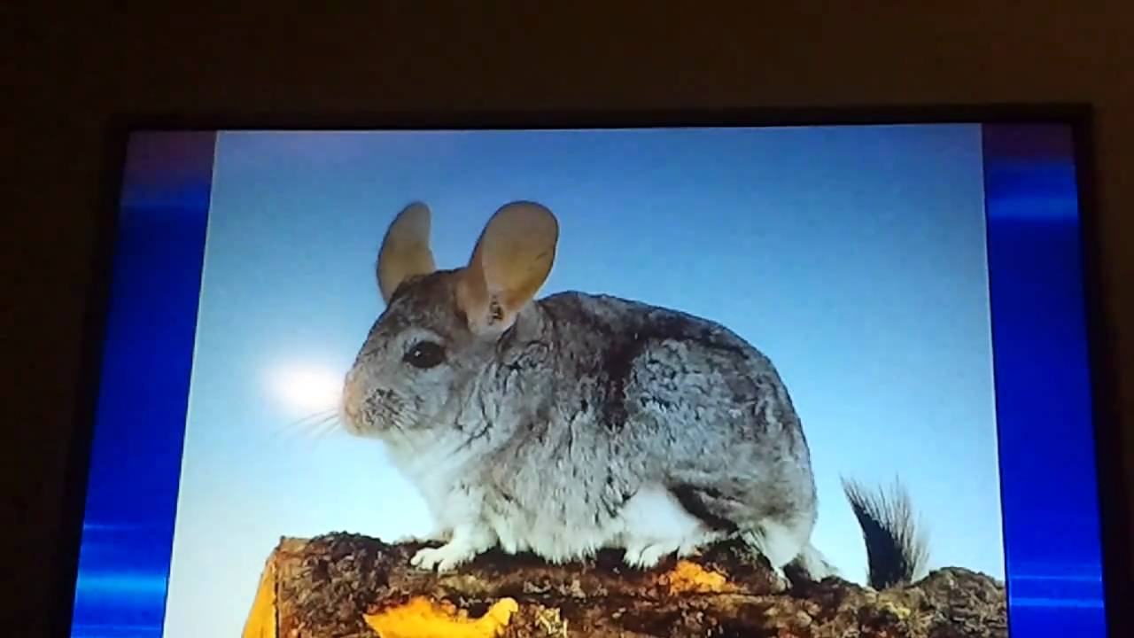 Jeopardy Body Parts for...... YouTube