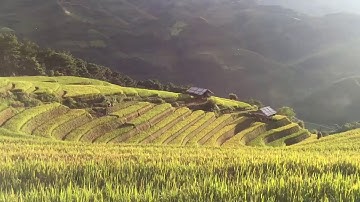 Mù Cang Chải mùa lúa chín | Du lịch Mù Cang Chải | Du lịch Yên Bái