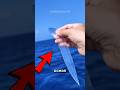 Top 4 Transparent Animals You Won’t Believe Exist 👀